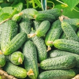 Zelena gnojiva za krastavce: u jesen, proljeće, u stakleniku, na ot...